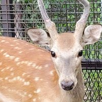 シン・ゴジカ (@t_deer_bowling) 's Twitter Profile