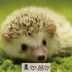 集さんのプロフィール画像