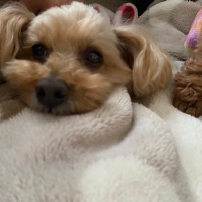 srcm306's profile picture. 優雅に紅茶を淹れるのが目標です