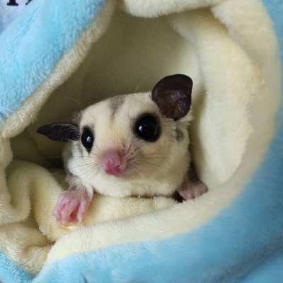 フクロモモンガのモモン♀(プラチナhetクリミノ)を2021年8月3日にお迎えしました✨
Twitterもフクモモも初心者です。