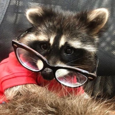 I’m just a randomly dumb raccoon that likes to play smash bros and Pokémon #Raccoongang