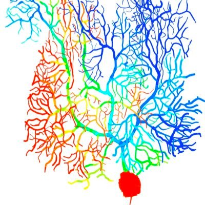 Computational neuroscience: nanoscale modeling of neurons, astrocytes and synapses, Purkinje cell