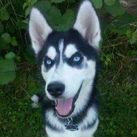 Hapfpel (@hapfpelr6) 's Twitter Profile