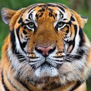 TonyTheTiger (@tony48tiger) 's Twitter Profile