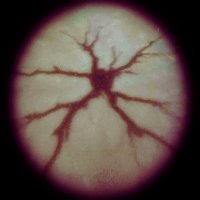 ClingClang (@clingclang117) 's Twitter Profile