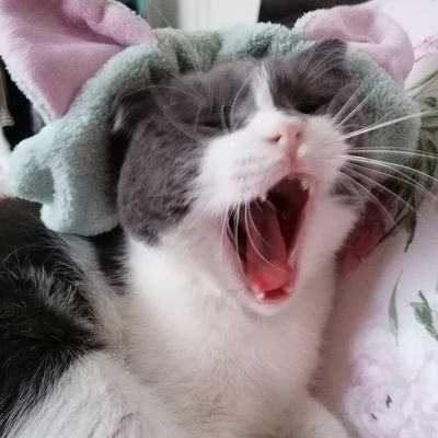 lunakedisi's profile picture. “kediyim kutulari seviom en sevdiim.myve finduk en sevmediim meyme limon” luna🤍🤧