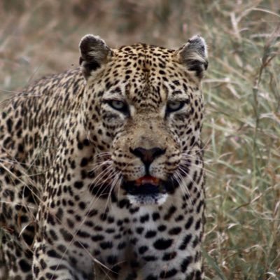 grievomatt's profile picture. 