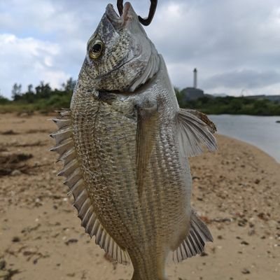 釣りにハマった！