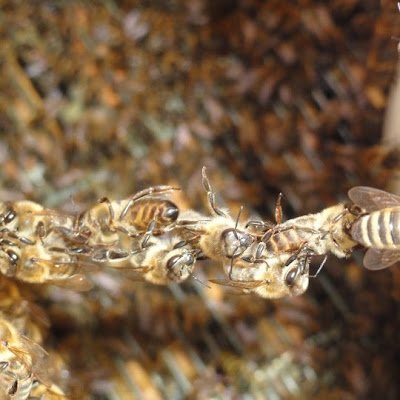 النحل هوايتى 🐝 و عسل النحل عشقى