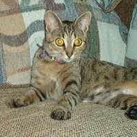 Netochka Nezvanova (@netochkanezvan0) 's Twitter Profile
