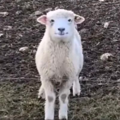 xniklaass's profile picture. 