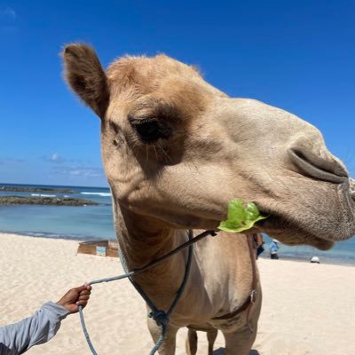 camelsays123's profile picture. 