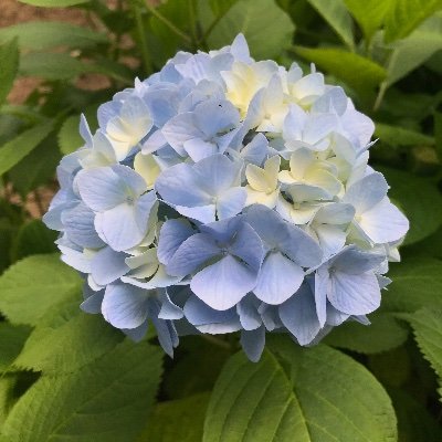 cXwECChDQ144oNw's profile picture. 成人済み　 無言フォロー失礼します。本好きの下剋上、淡海乃海、薬の魔物の解雇理由などTOブックスさんの本が好き。ヘタリア、刀剣乱舞、忍たまも好きです。ヘタリアはリヒテンさん、忍たまは5年推し。歌仙兼定・平野藤四郎が初期刀・初鍛刀。肥前国