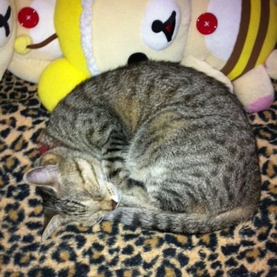 初めまして。kazuyoです。猫ちゃん大好きです🐱 うちの猫ちゃんは虹の橋を渡ってしまったので、みんなの猫ちゃんを拝見しに行きたいです😍