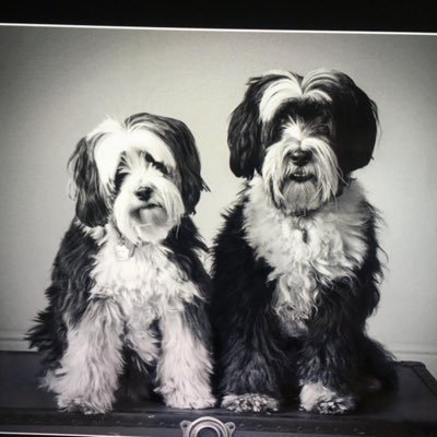 Nicola_Johnston's profile picture. Employment lawyer, coffee lover, book worm and the guardian of two fabulous Tibetan Terriers.