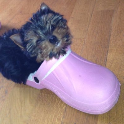 HanitaElena's profile picture. 