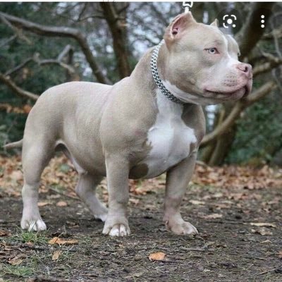 devils_own137's profile picture. Ihavesuperheropowers