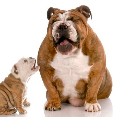 we provide all types of advice and tips for dog care and love.Because dog is the best and faithful more animal special than other.