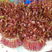 Josee Captain (@joseecaptain) 's Twitter Profile