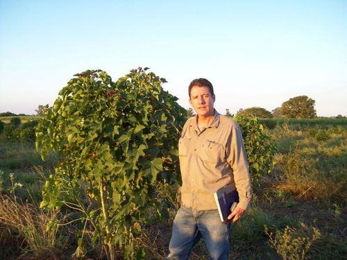 Agrónomo. Trabajo con nuevos cultivos para bioenergia y biorefinerias. Ricino, Jatropha y Arundo donax, quemando las naves con Acrocomia totai