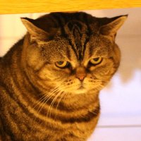 Poppet - The Chocolate Tabby(@choctabby) 's Twitter Profile Photo