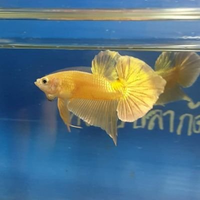 way to contact me
Facebook:Muay Betta
Instagram : muaybetta
WhatsApp : +66907236914
#bettafish
#betta
#ปลากัด