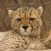 Horn of Africa Conservation Alliance (@hoa_alliance) Twitter profile photo Horn of Africa Conservation Alliance (@hoa_alliance) Twitter profile photo