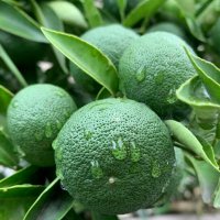 sudachi_aria (@sudachiaria) Twitter profile photo