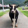 oratche4192's profile picture. ο緑いっぱい!乳搾り体験や野菜の収穫体験を開催中
ο王道な濃厚ソフトクリーム
☻東京から車で100分。入園料、駐車場無料
140年以上続く酪農の里‘丹那’にある小さな観光施設
酪農王国オラッチェです。
イベントやお得な情報、動物たちの様子などを
のんびりと更新していきます🐄
#オラッチェ