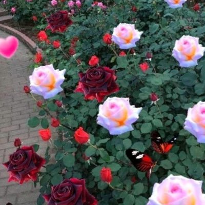 vi_puo's profile picture. 🎗