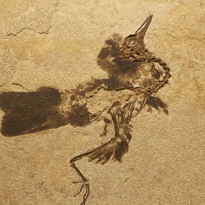 Biólogo interesado en la evolución de las aves, su biogeografía y ecología - Biologist interested in the evolution of birds, their biogeography and ecology.