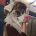 Lewd Puppers 🔜 TFF (@lewdpuppies) Twitter profile photo Lewd Puppers 🔜 TFF (@lewdpuppies) Twitter profile photo