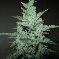 aka St0nA (@potmarijuana) 's Twitter Profile