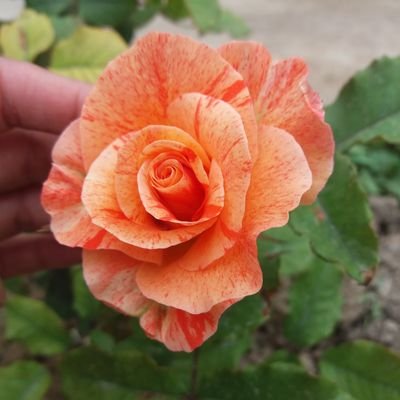 MastoraAzizi's profile picture. Jr. M&E Specialist