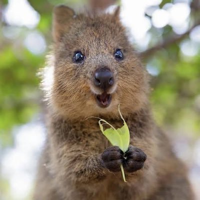 quokkkkkk's profile picture. 