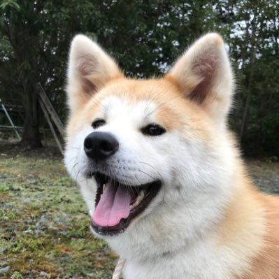 yXx32TTy8hFwTE5's profile picture. 6歳の女の子、秋田犬のカノアです。 宜しくお願いします！