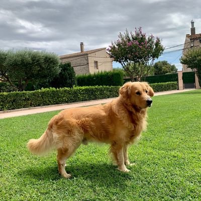 josepmcabanes's profile picture. Apasionat de la meva familia...Seguidor de l'Unigirona i del Barça!!!