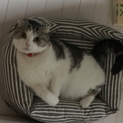 ネコは液体だと思っている猫好き。 でも猫アレルギーになり同居猫は実家にて隔離中。 今迄散々、散財してたけど「お金の大事さ」に気づいて、お金の運用、ブログにフリマ、簿記の勉強と。とにかく何でも一歩づつ新しい事初めて見ます‼️