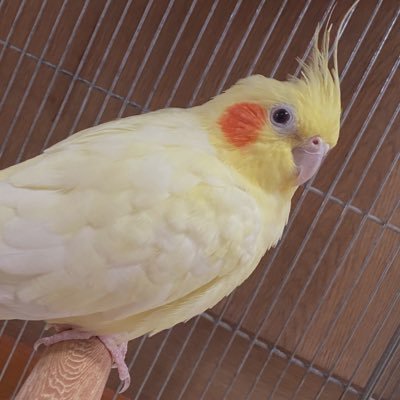 うつばね しょうとインコ達によるほんわかな日々を呟きます。鳥の飼い主様方繋がりましょう。無言フォロー失礼します。/飼い主についてはご想像におまかせする。非常識な方はサヨナラだ。リプは追いつかなかったらごめんなさい。#インコ