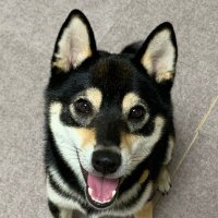ポコ (@poco20200707) 's Twitter Profile