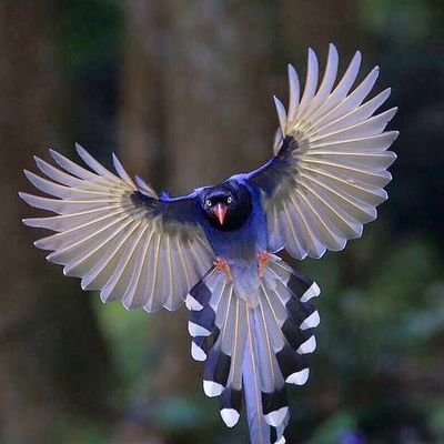 Ucukuprut1's profile picture. 