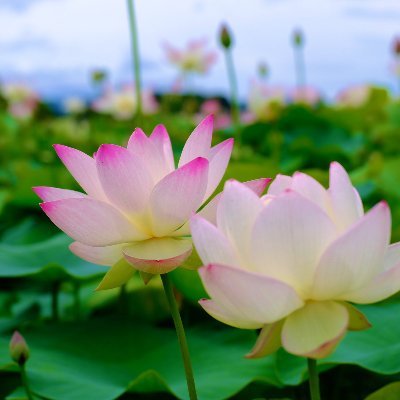 StevenT55211407's profile picture. 