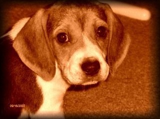 sruth2458's profile picture. 