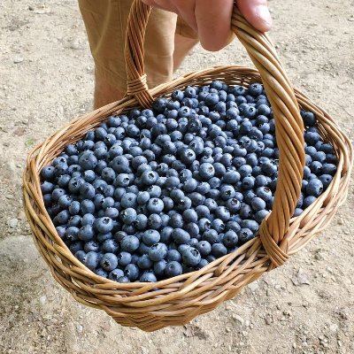 NH blueberry farmer, runner and science believer