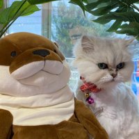 yuki_ (@yuki_yuuu_) Twitter profile photo