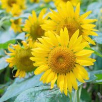 らん (@___xxxhmr) Twitter profile photo