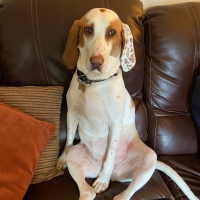 Lunadog01's profile picture. I was rescued in 2020, originally from Spain now living in England! I live with my humans who love me very much. I’m so glad I found them 🐶