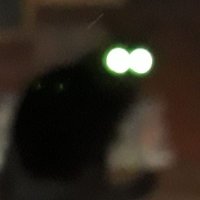 Nico Hatt (@nicointhehat) 's Twitter Profile