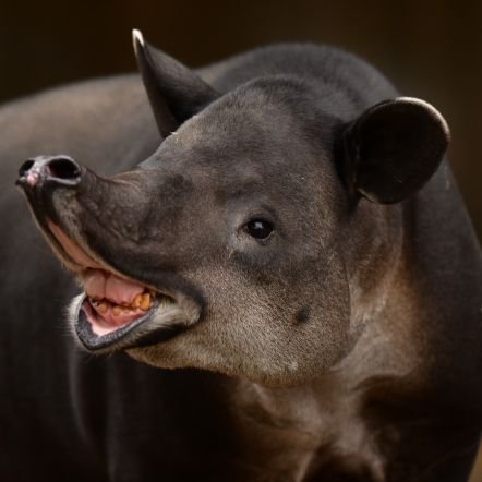 動物園撮影エンジョイ勢。バク推し。写真の転載はいやずら。📷Z9 F120-300 Z24-120 Z135 
///Unauthorized reproduction prohibited.///