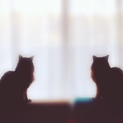 Suzuさんのプロフィール画像
